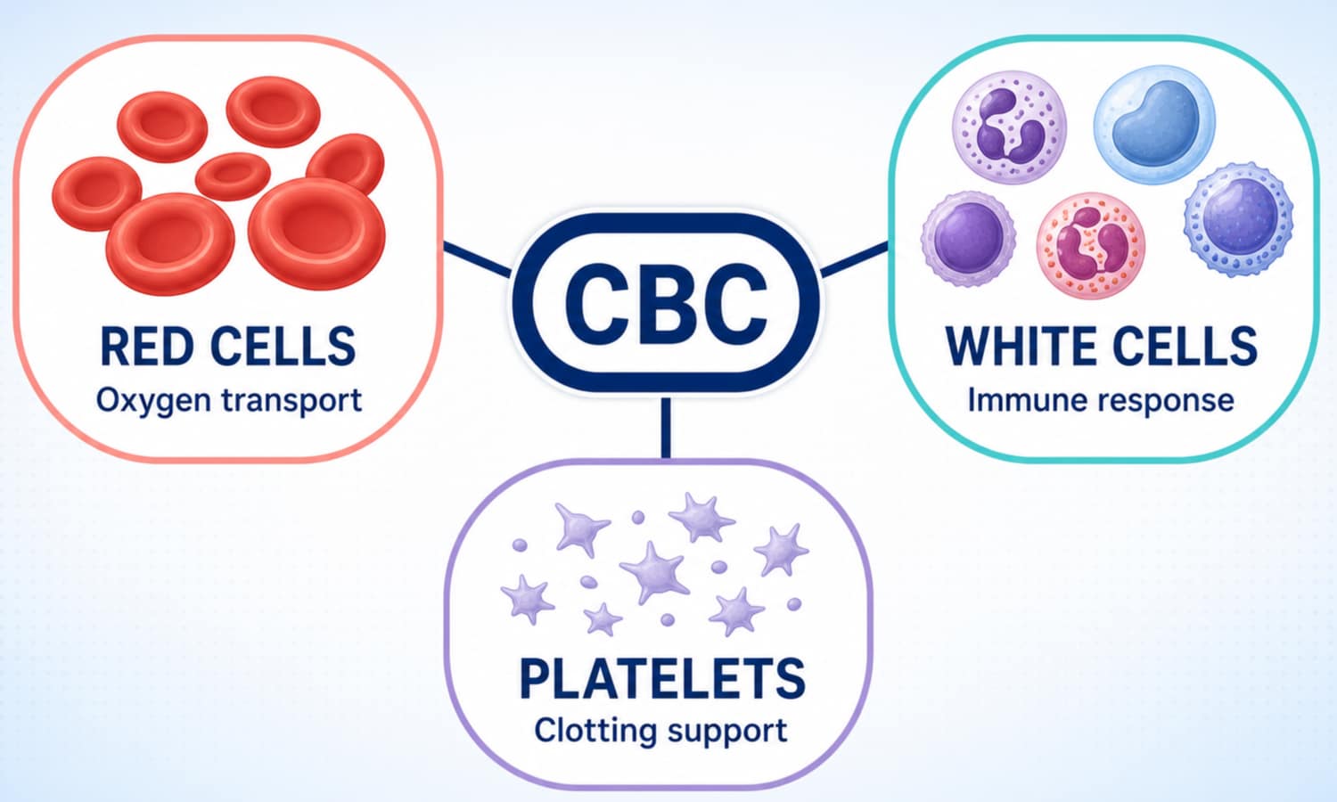 Complete blood count map connecting red cells, white cells and platelets with the questions each group helps answer