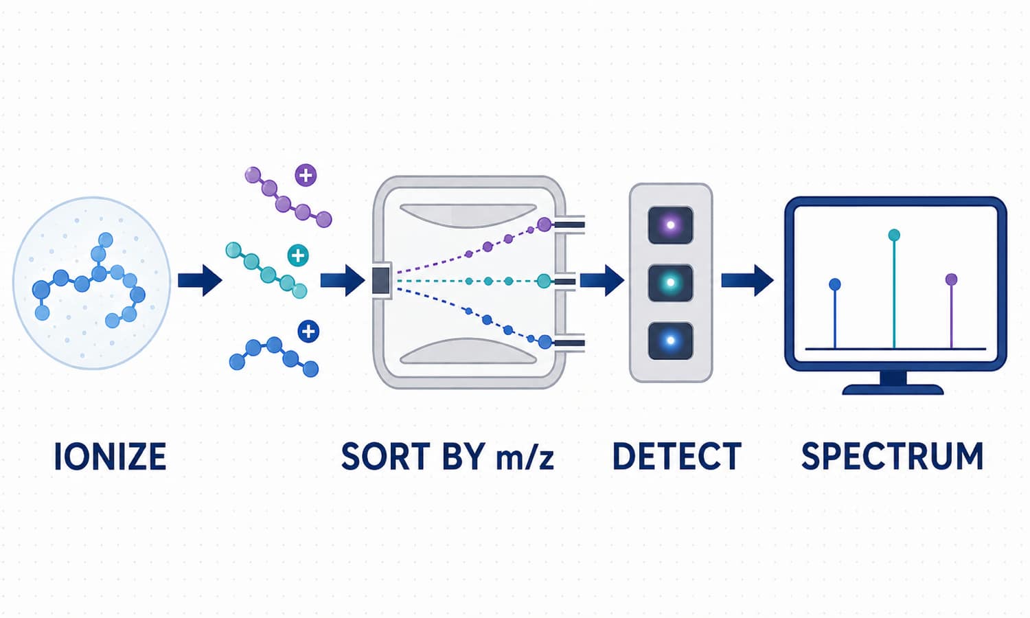 Four-stage mass spectrometry path showing molecules becoming ions, sorting by mass-to-charge ratio, reaching a detector, and forming a spectrum.