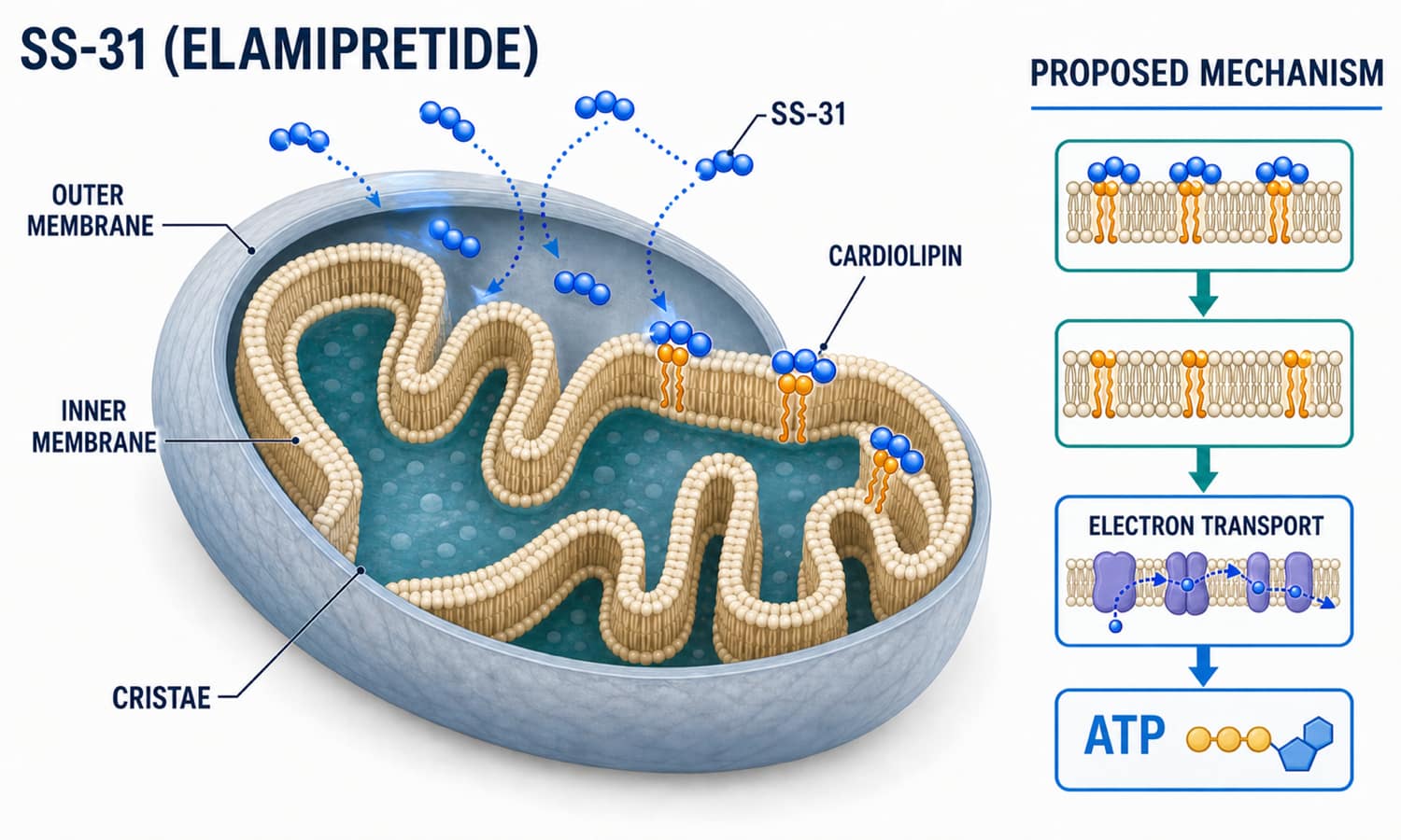 SS-31 elamipretide mechanism map showing localization to cardiolipin-rich folds of the inner mitochondrial membrane