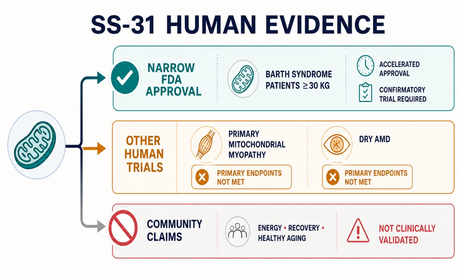 SS-31 evidence map separating the accelerated FDA-approved Barth syndrome indication from negative and exploratory human trials and unvalidated community use